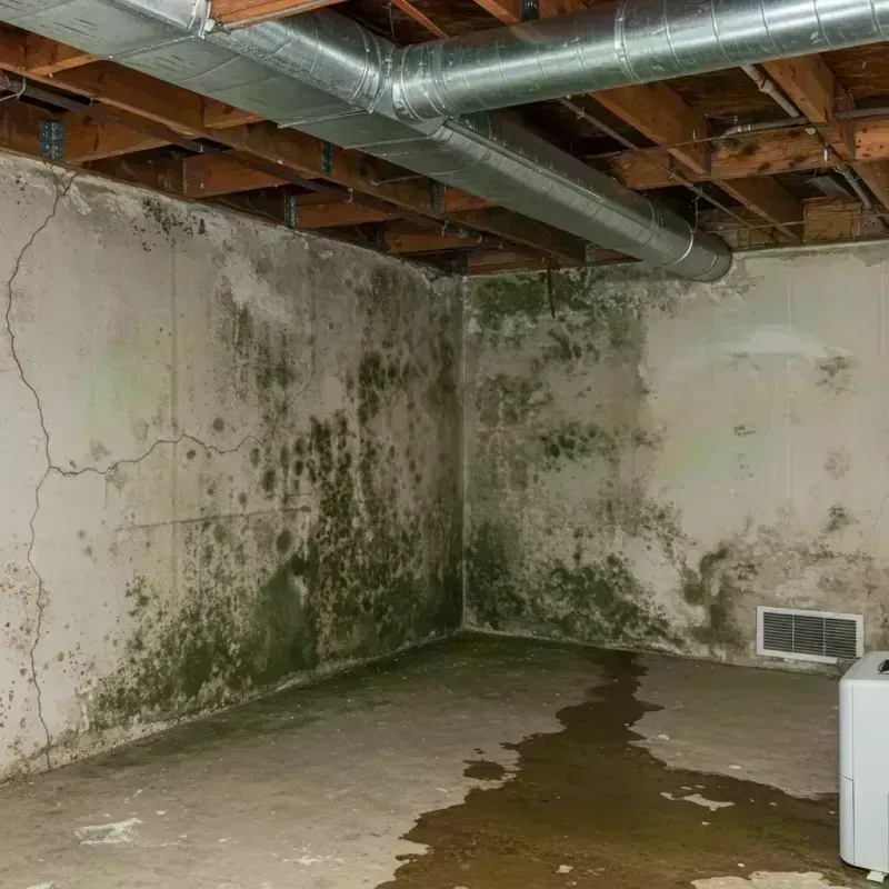 Professional Mold Removal in South Chicago, IL